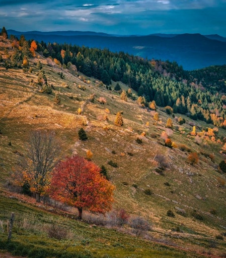 Photo des Vosges - Villa Olianna